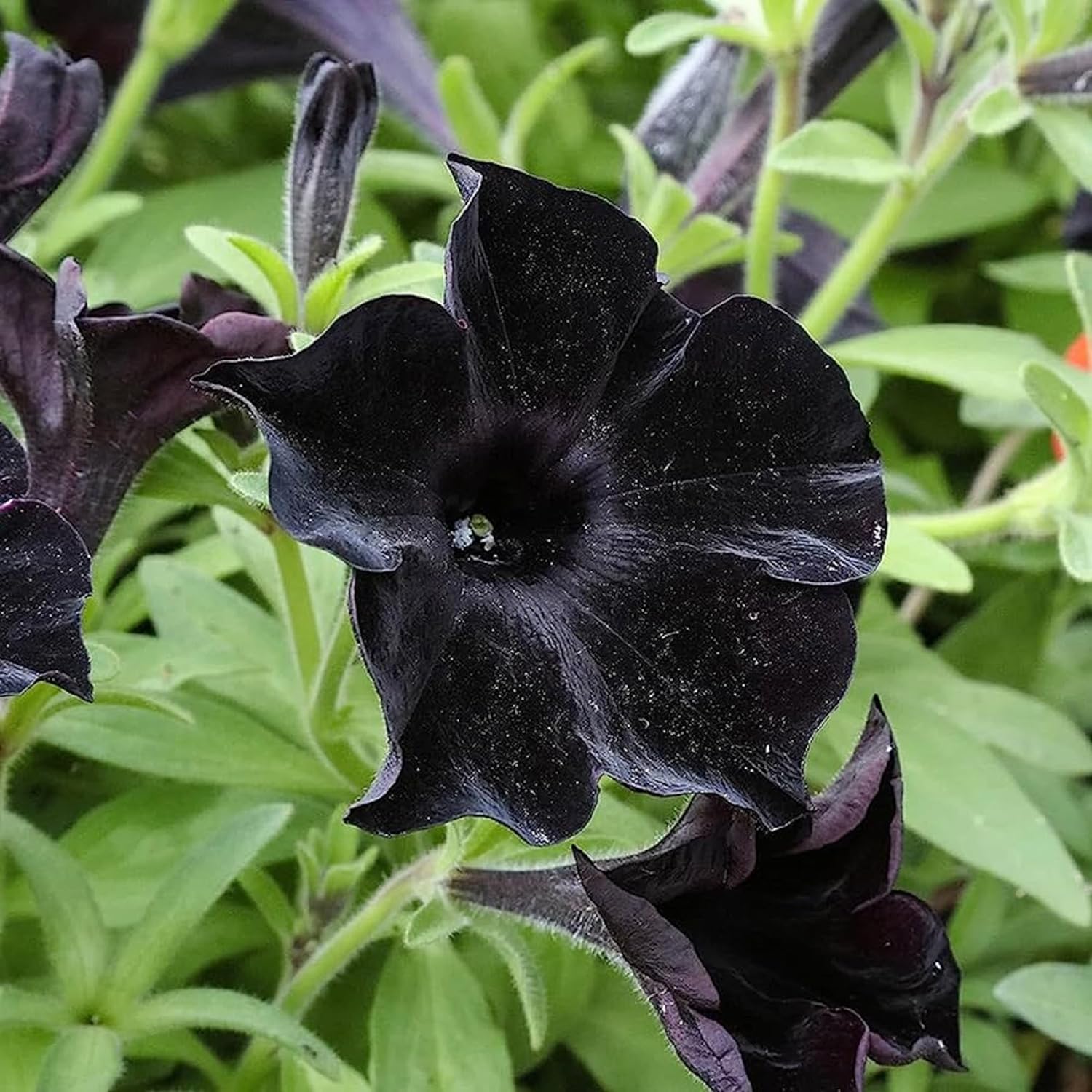 A close-up image of a black velvet petunia flower with green leaves in the background.